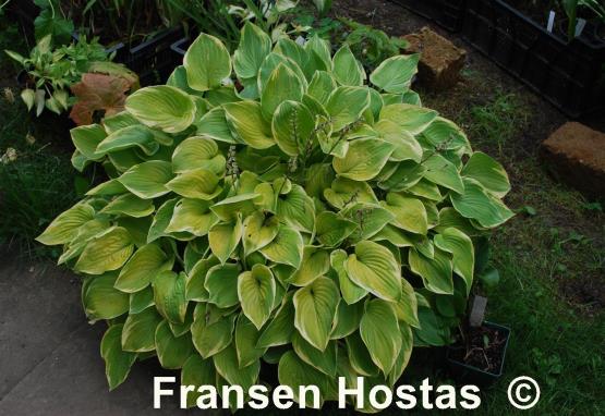 Hosta Cream Edger